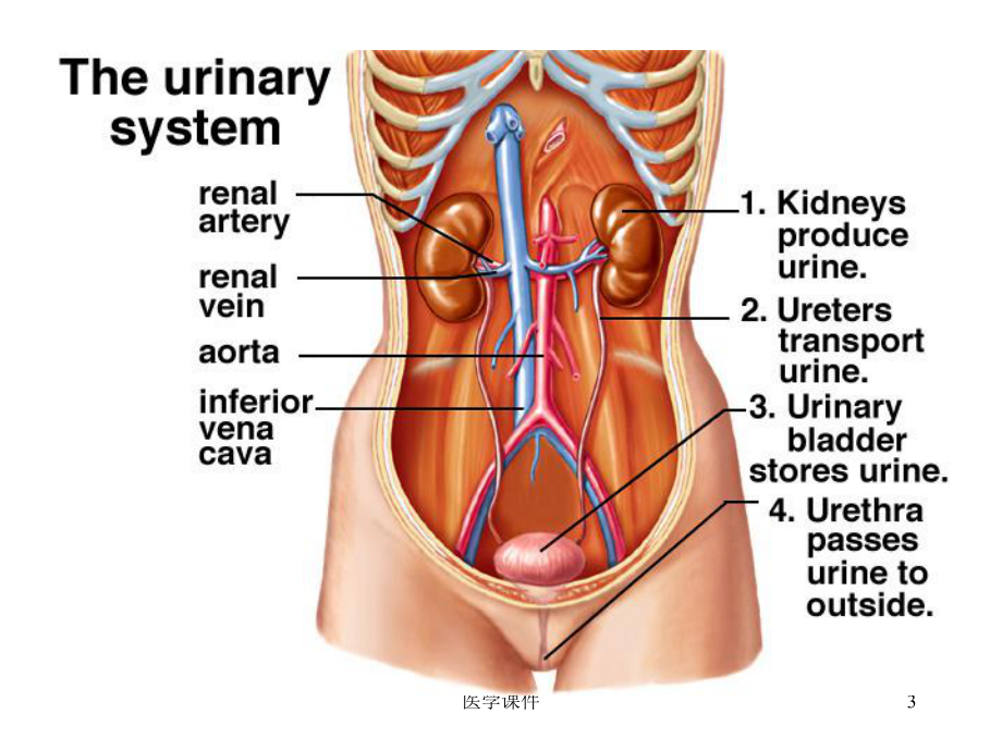 组织学与胚胎学-泌尿系统-PPT课件.ppt_第3页