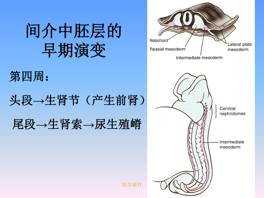 组织胚胎学-五年制泌尿系统、生殖系统的发生-PP课件.ppt_第2页