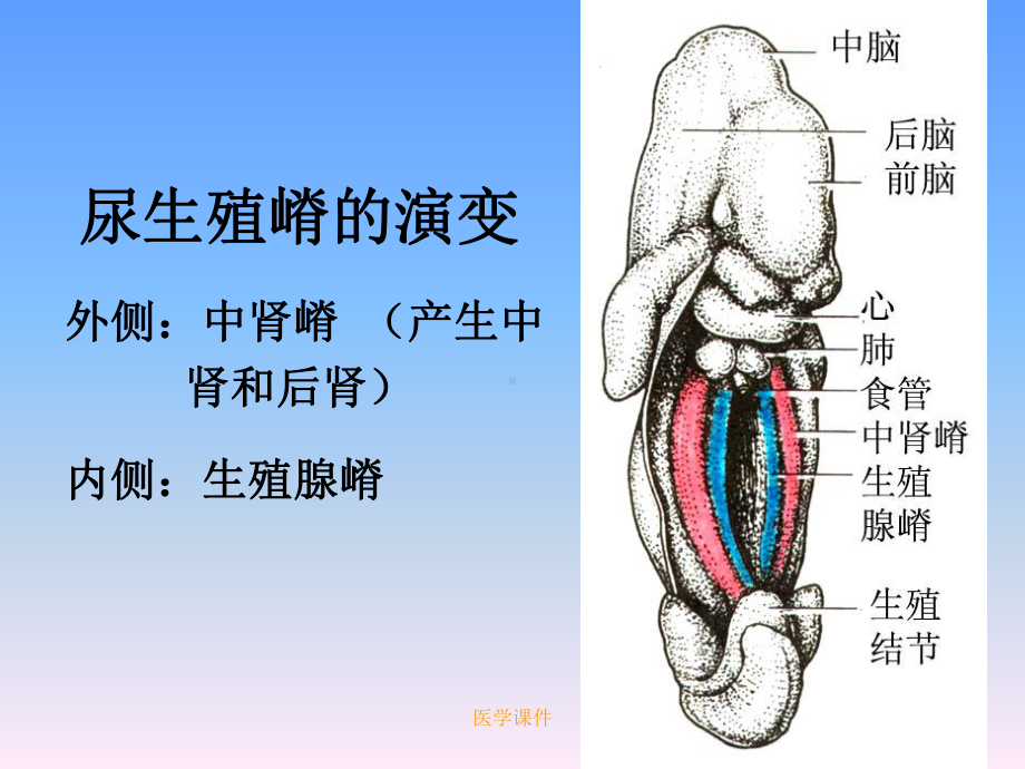 组织胚胎学-五年制泌尿系统、生殖系统的发生-PP课件.ppt_第3页