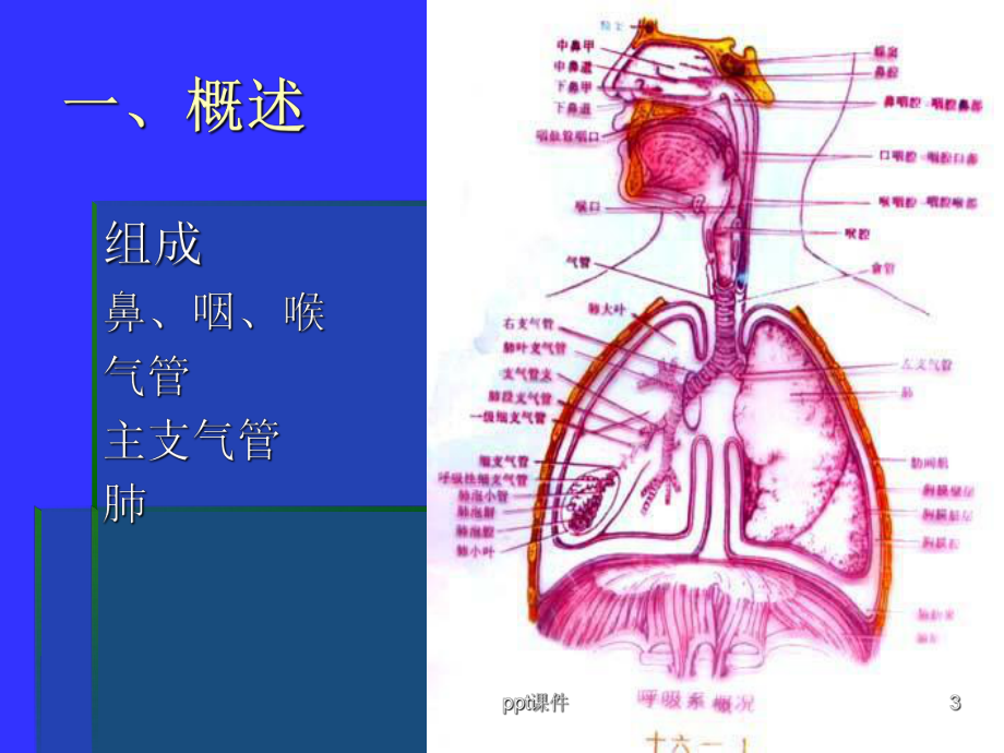 组织学与胚胎学-呼吸系统-ppt课件.ppt_第3页