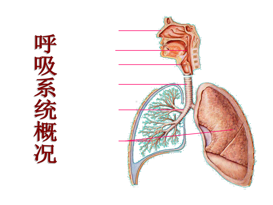 组织学与胚胎学 华西课件12-1呼吸系统[优质文档].ppt_第2页