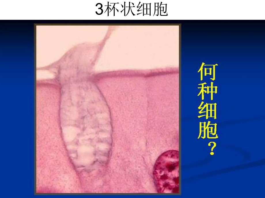 组织胚胎学切片考试利器(临床专业) PPT课件.ppt.ppt_第3页