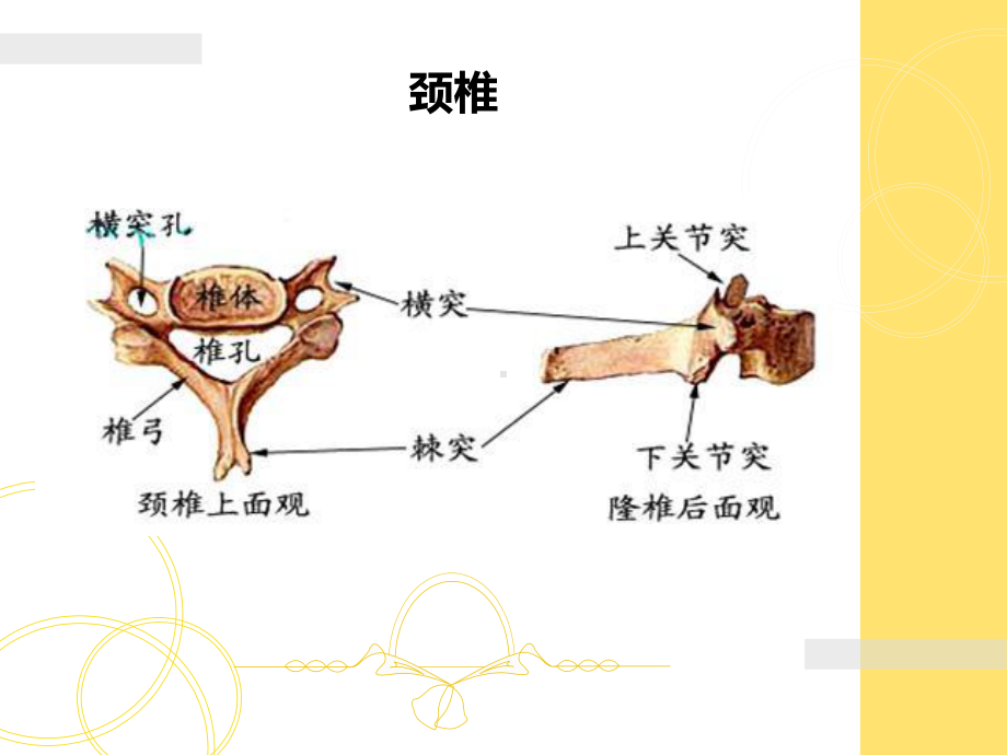 胎儿脊柱异常的超声诊断-课件.ppt_第3页