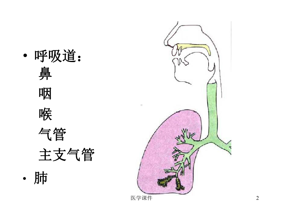 组织学与胚胎学-呼吸系统-PPT课件.ppt_第2页