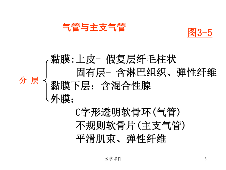 组织学与胚胎学-呼吸系统-PPT课件.ppt_第3页