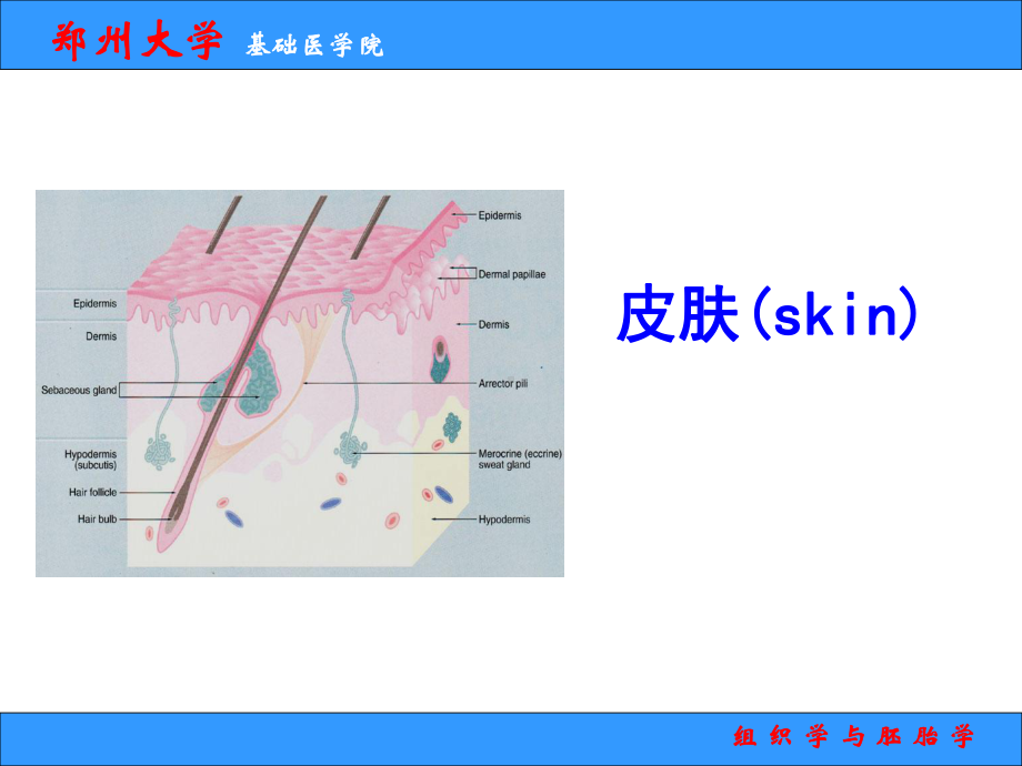 组织学与胚胎学 课件.ppt_第1页