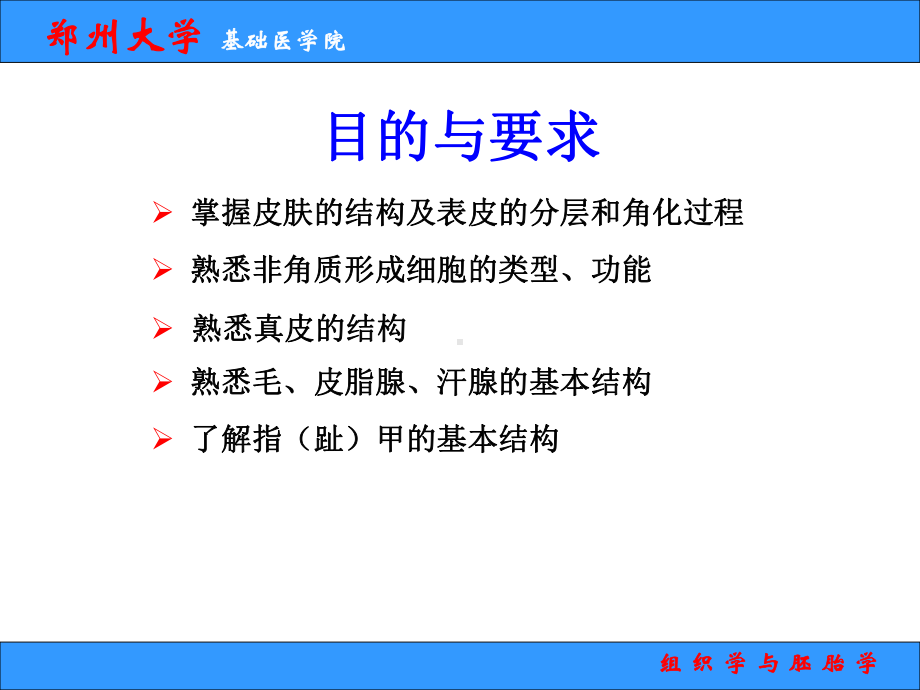 组织学与胚胎学 课件.ppt_第2页