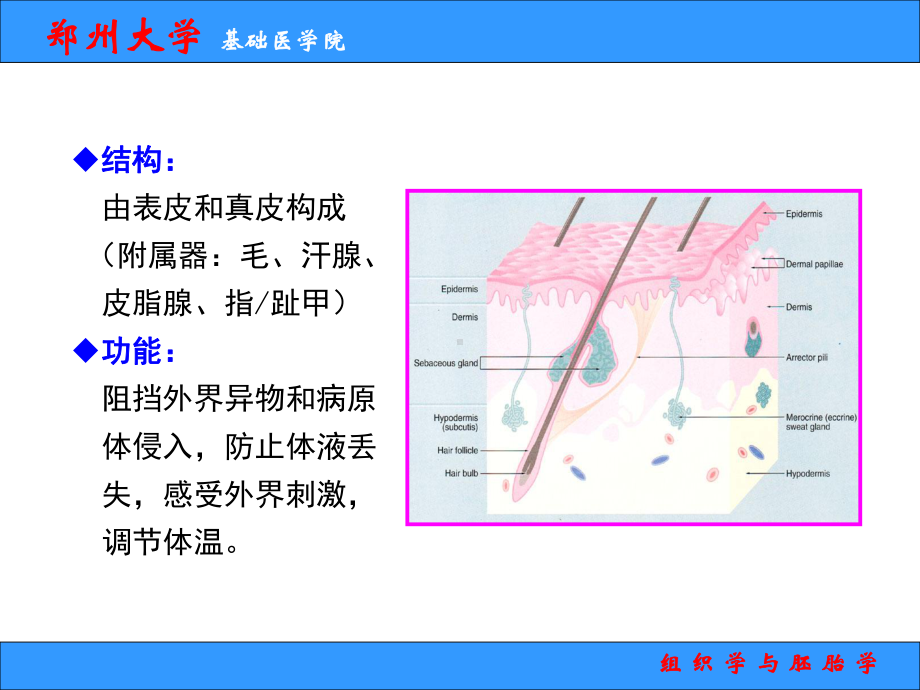 组织学与胚胎学 课件.ppt_第3页