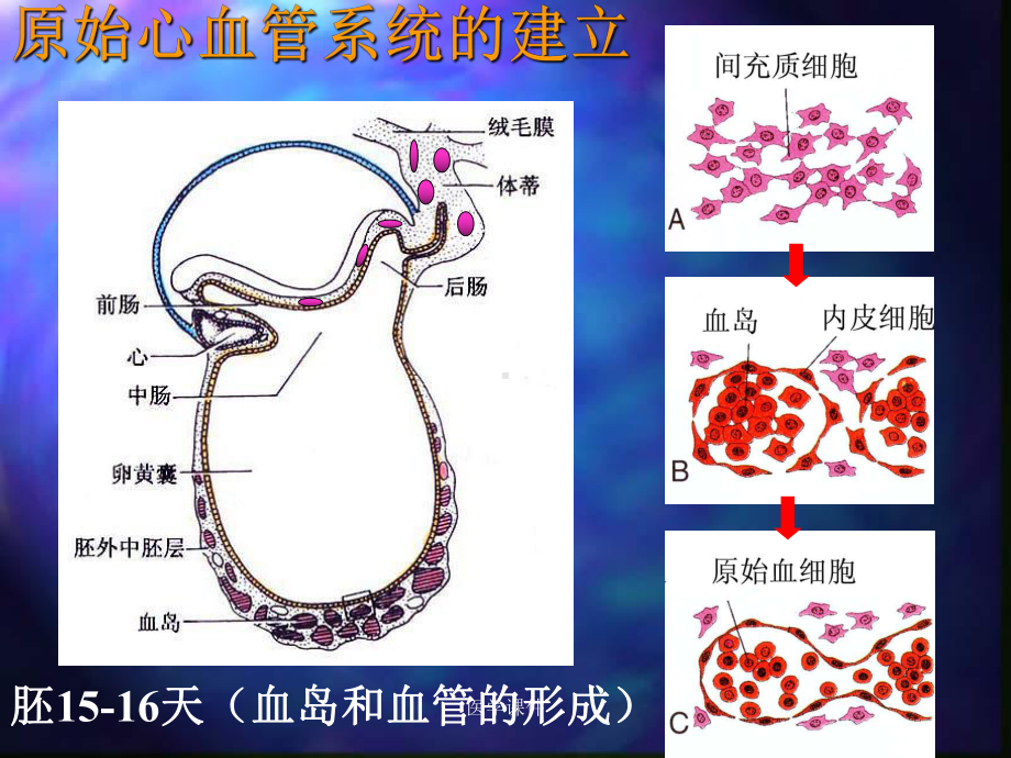 组织学与胚胎学-心血管系统发生-PPT课件.ppt_第2页