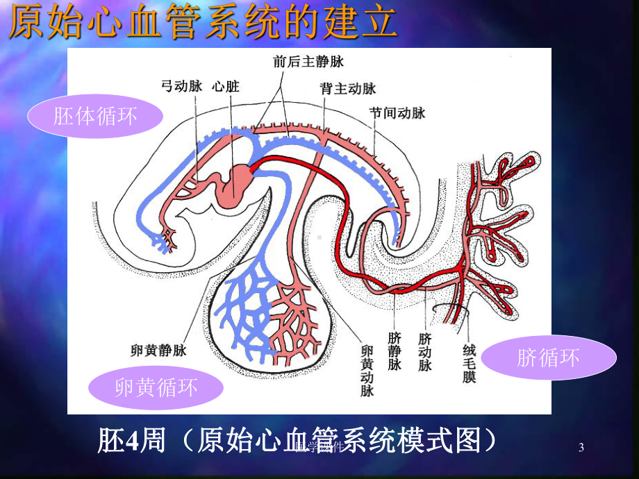 组织学与胚胎学-心血管系统发生-PPT课件.ppt_第3页