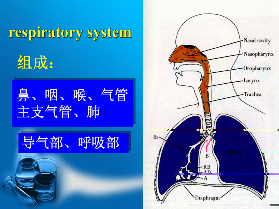 课件（组织学与胚胎学）第16章 呼吸系统.pptx_第2页