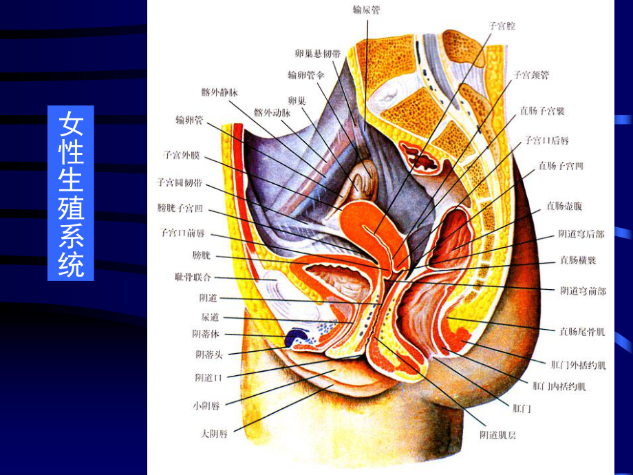 组织胚胎学-女性生殖系统-PPT课件.ppt_第2页