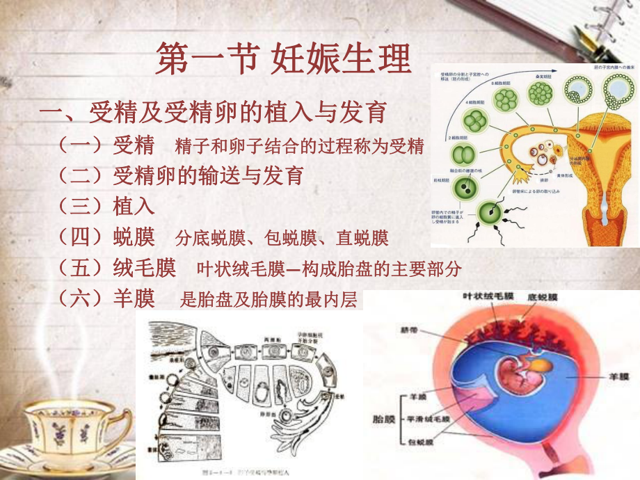 第三章正常妊娠期孕妇的护理1课件.ppt_第2页