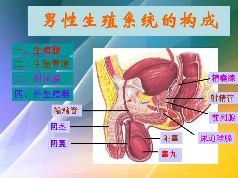 男性生殖系统 组织学与胚胎系教学课件.ppt_第3页