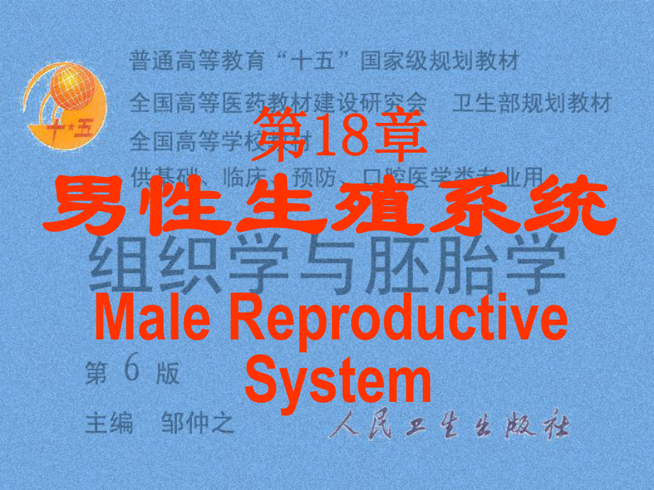 组织胚胎学-男性生殖系统-PPT课件.ppt_第1页