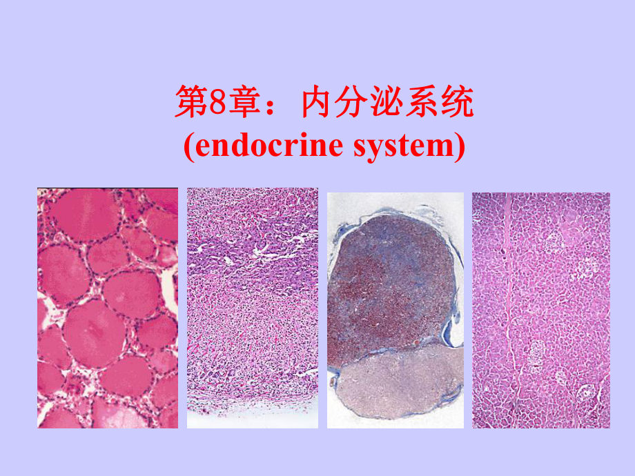 组织学与胚胎学-内分泌系统-PPT课件.ppt_第1页