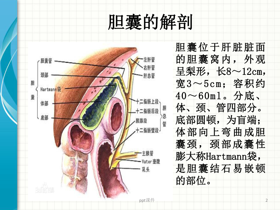 腹腔镜胆囊切除术护理查房-ppt课件.pptx_第2页