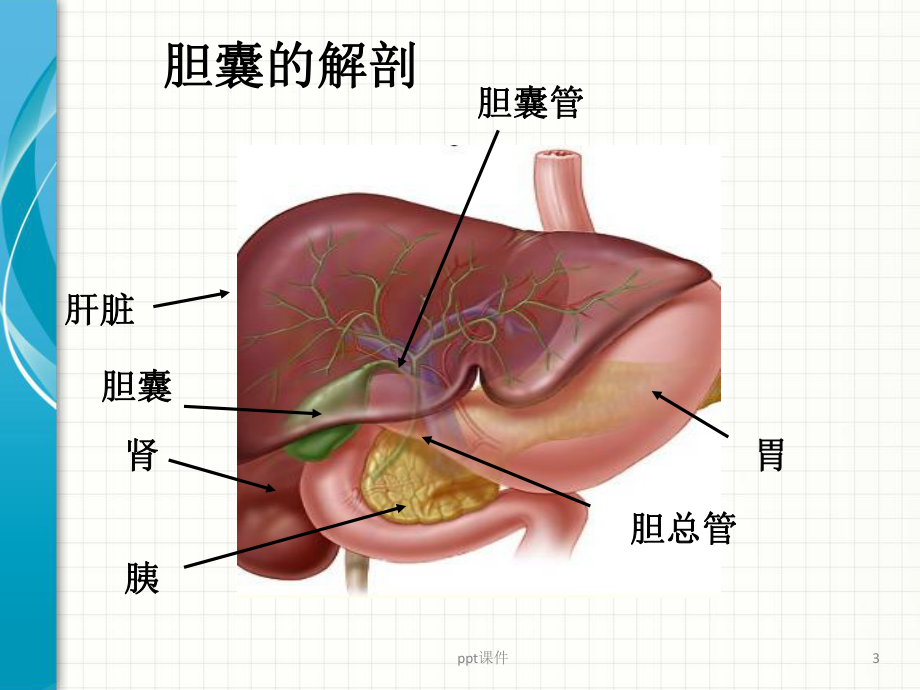 腹腔镜胆囊切除术护理查房-ppt课件.pptx_第3页