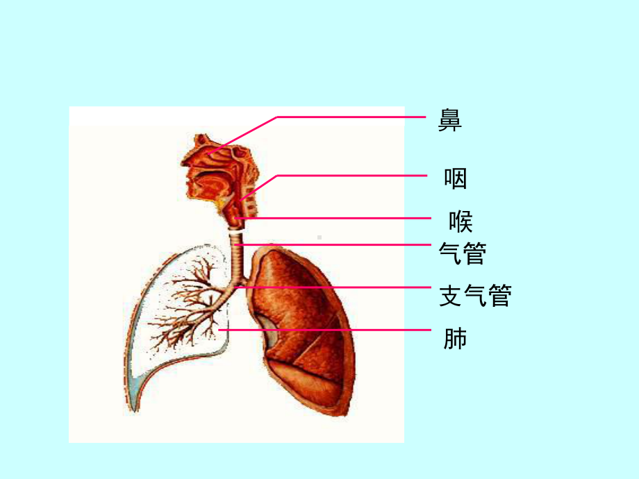 组织胚胎学课件 05 呼吸系统.ppt_第2页