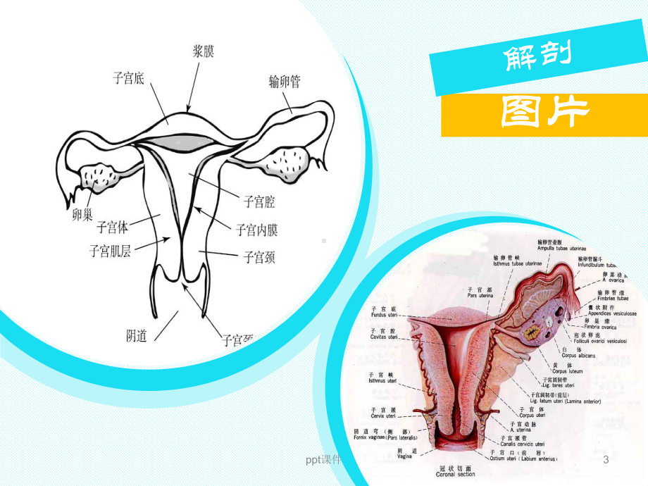 腹腔镜阑尾切除术后护理PPT课件.ppt_第3页