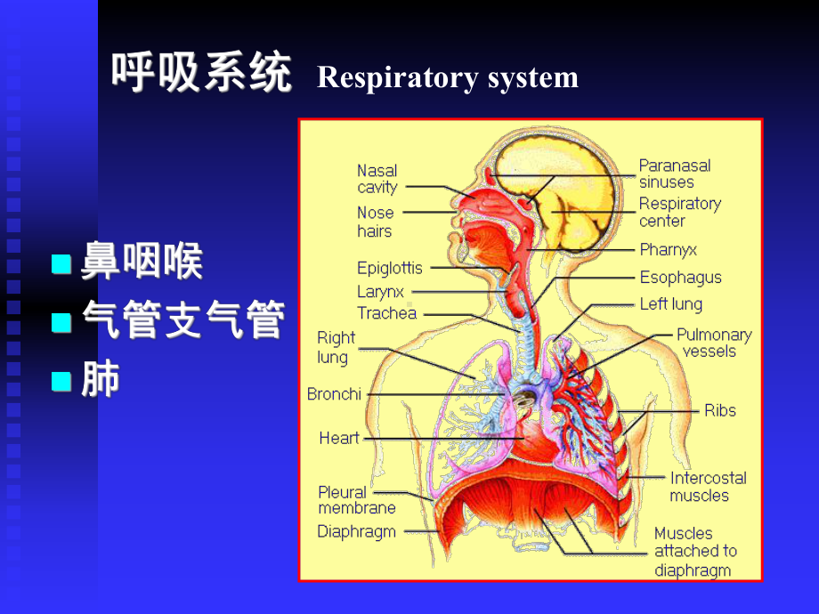 组织胚胎学课件 第16章 呼吸系统.ppt_第3页