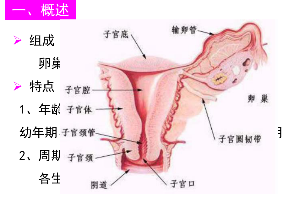 组织学与胚胎学-第19章-女性生殖系统-PPT课课件.ppt_第2页