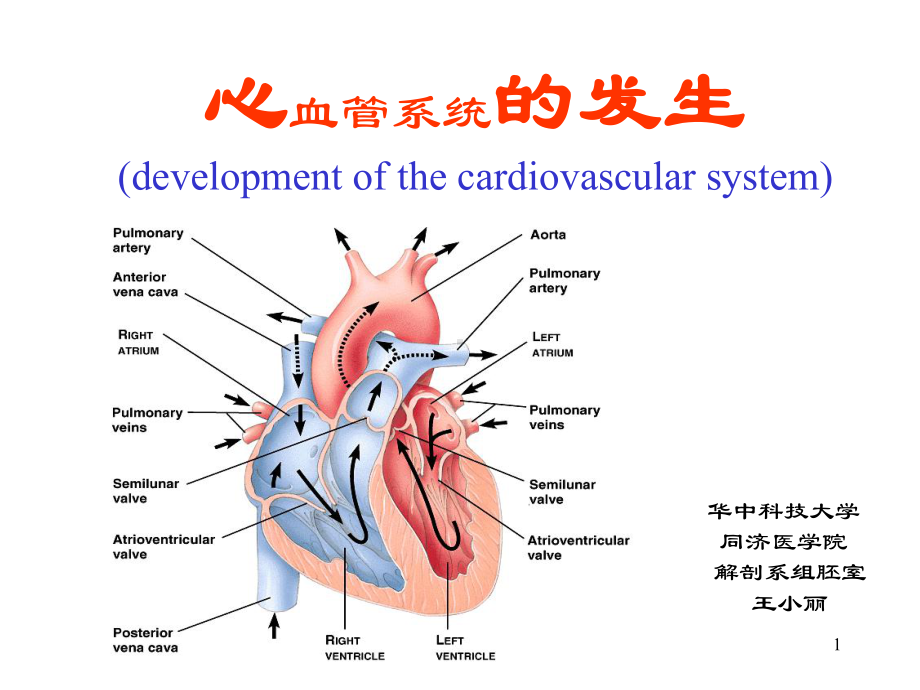 组织学与胚胎学-心血管系统的发生-PPT课件.ppt_第1页