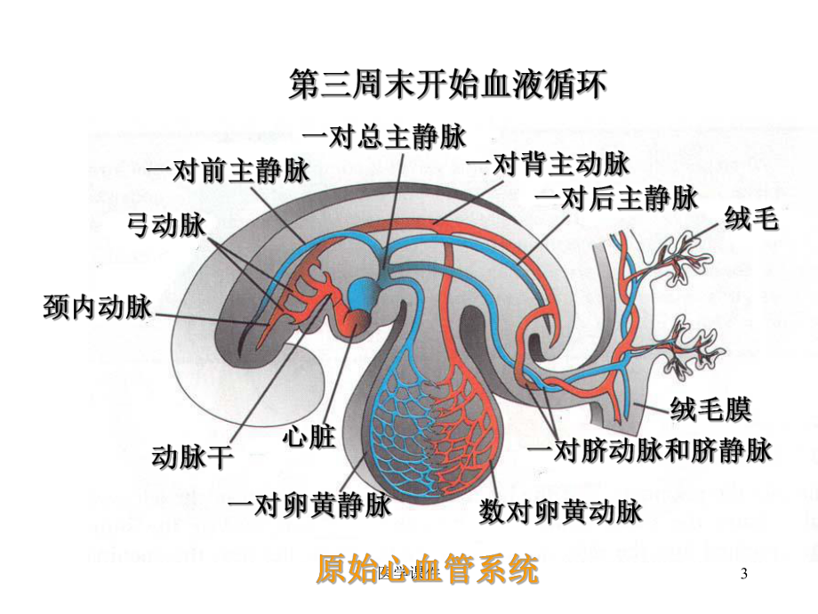 组织学与胚胎学-心血管系统的发生-PPT课件.ppt_第3页