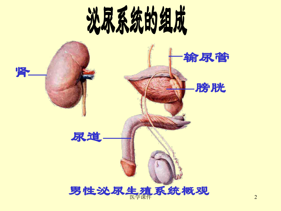 组织学与胚胎学-泌尿系统-(2)-PPT课件.ppt_第2页