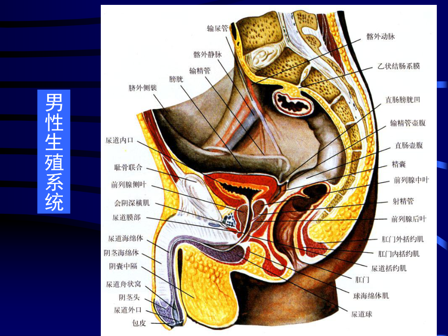 组织胚胎学-男性生殖系统-PPT课件.ppt_第2页