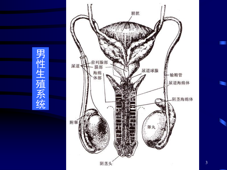 组织胚胎学-男性生殖系统-PPT课件.ppt_第3页