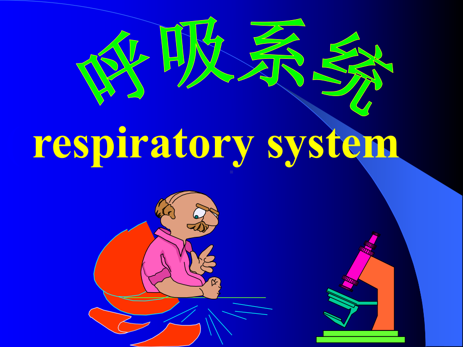 组织学与胚胎学第16章 呼吸系统课件.ppt_第2页