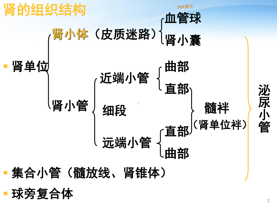 组织学与胚胎学-泌尿系统之肾小体-PPT课件.ppt_第2页