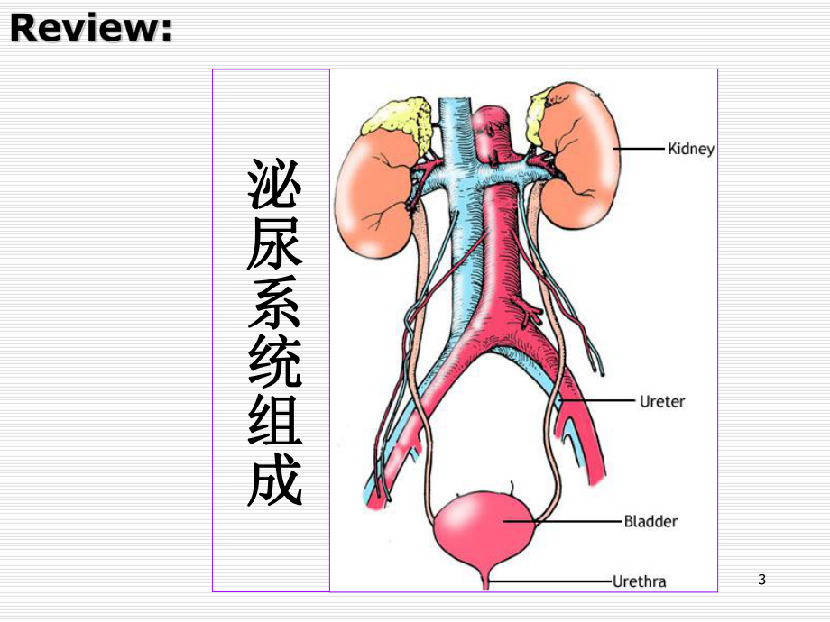 组织胚胎学-泌尿系统-PPT课件.ppt_第3页