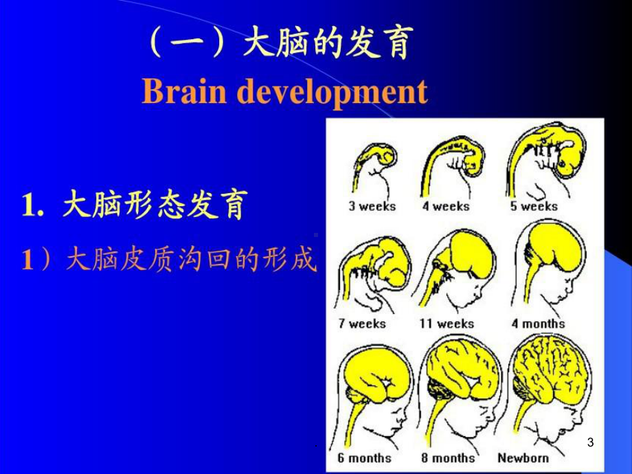 小儿神经系统发育课件.ppt_第3页