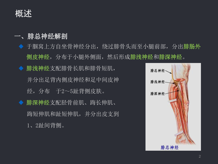 腓总神经损伤治疗与护理PPT课件.ppt_第2页