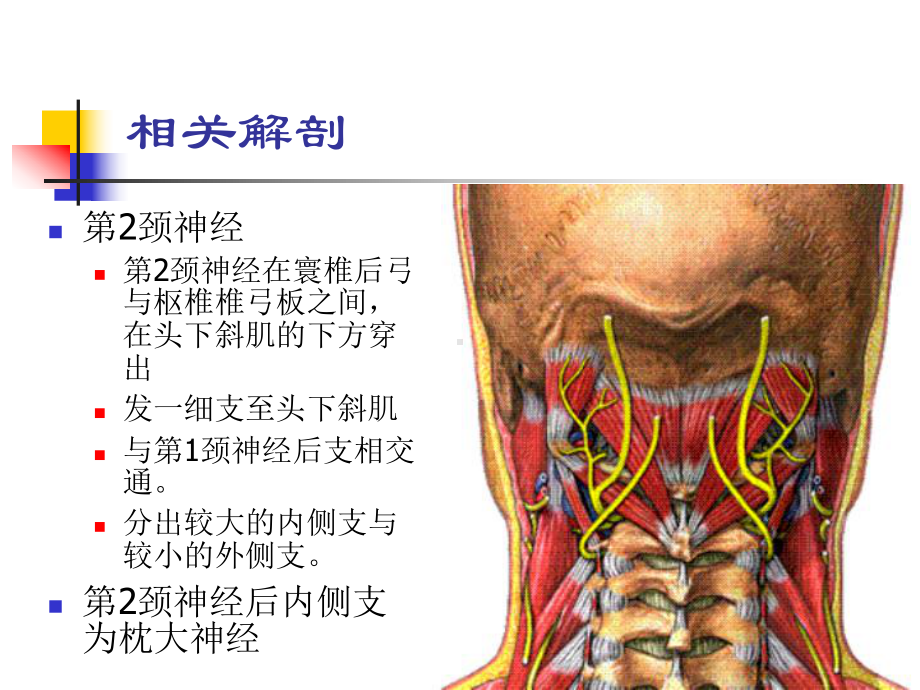 枕大神经卡压综合征课件.ppt_第3页