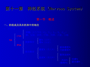 人体组织解剖-神经系统(Nervous-System)课件.ppt