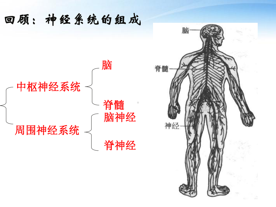 人教版生物必修三通过神经系统调节1课件.ppt_第2页