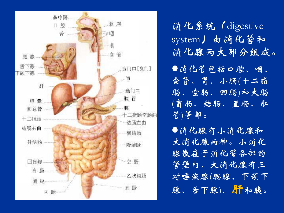 肝功能不全护理学共51页课件.ppt_第1页