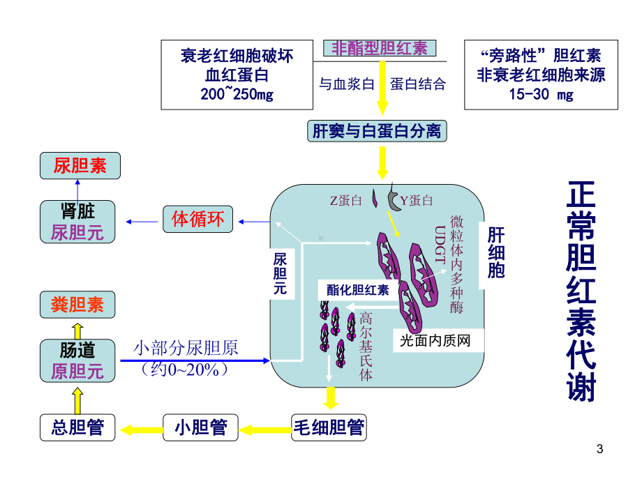 胆汁淤积性肝病PPT课件.ppt_第3页