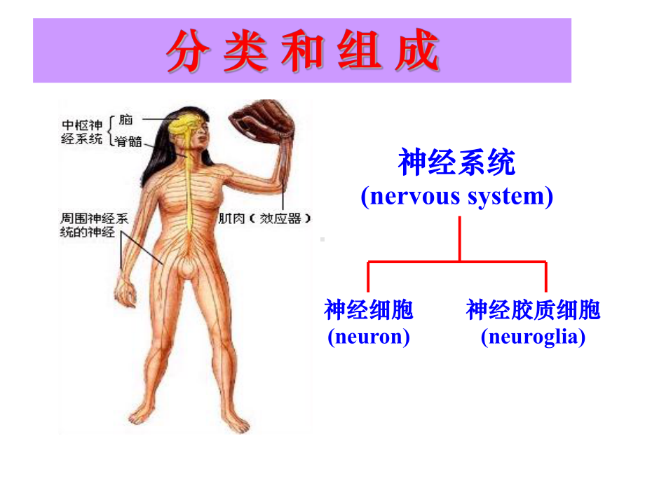 神经系统功能总论课件.ppt_第2页