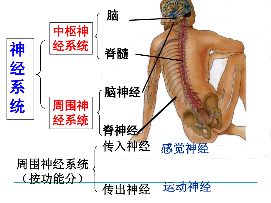 神经系统的结构与功能课件.ppt_第3页