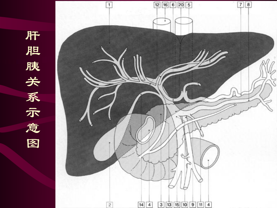 肝脏影像学表现课件.ppt_第2页