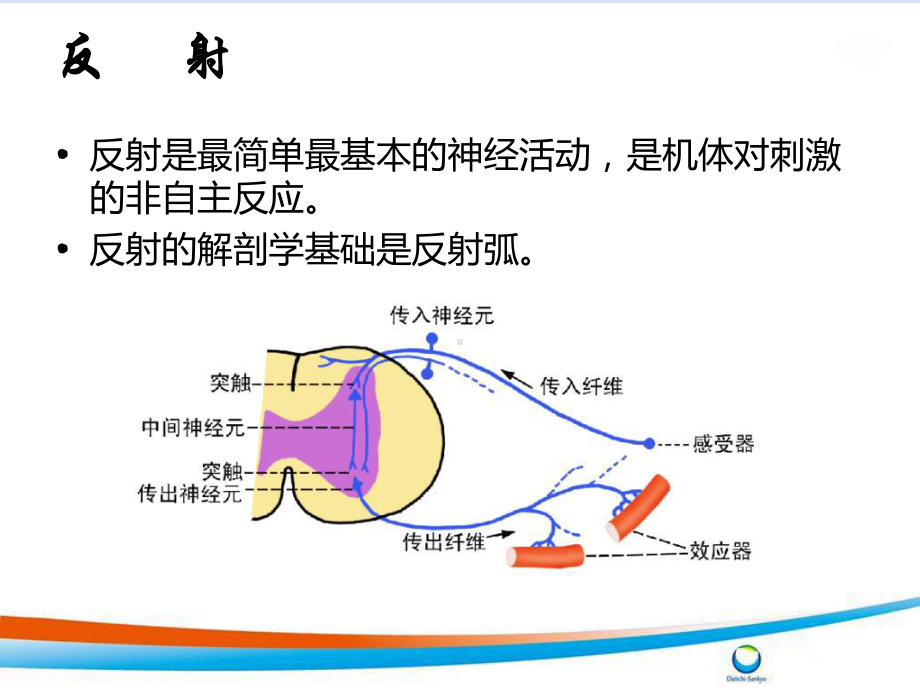 神经系统反射检查要点和方法课件.ppt_第2页