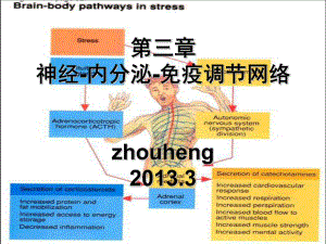 第三章-神经内分泌免疫系统课件.ppt