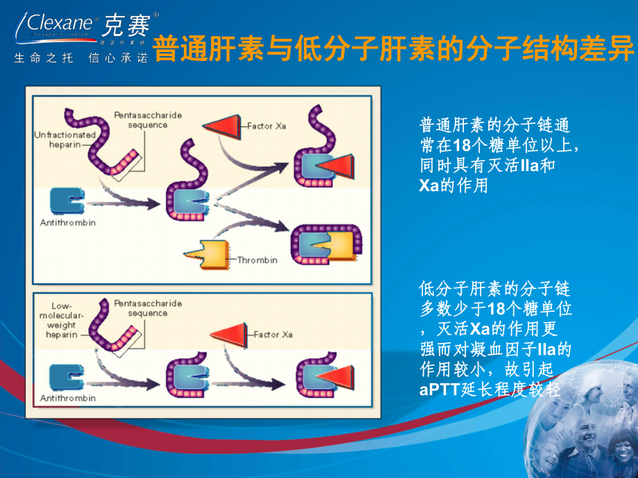 独特卓越的低分子肝素(1)课件.ppt_第2页