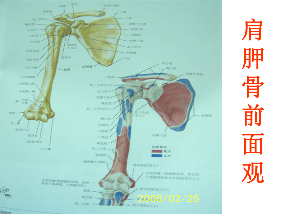 上肢神经血管解剖课件.pptx_第2页