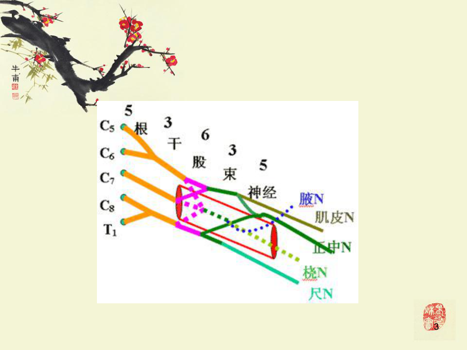 桡神经损伤PPT课件.ppt_第3页