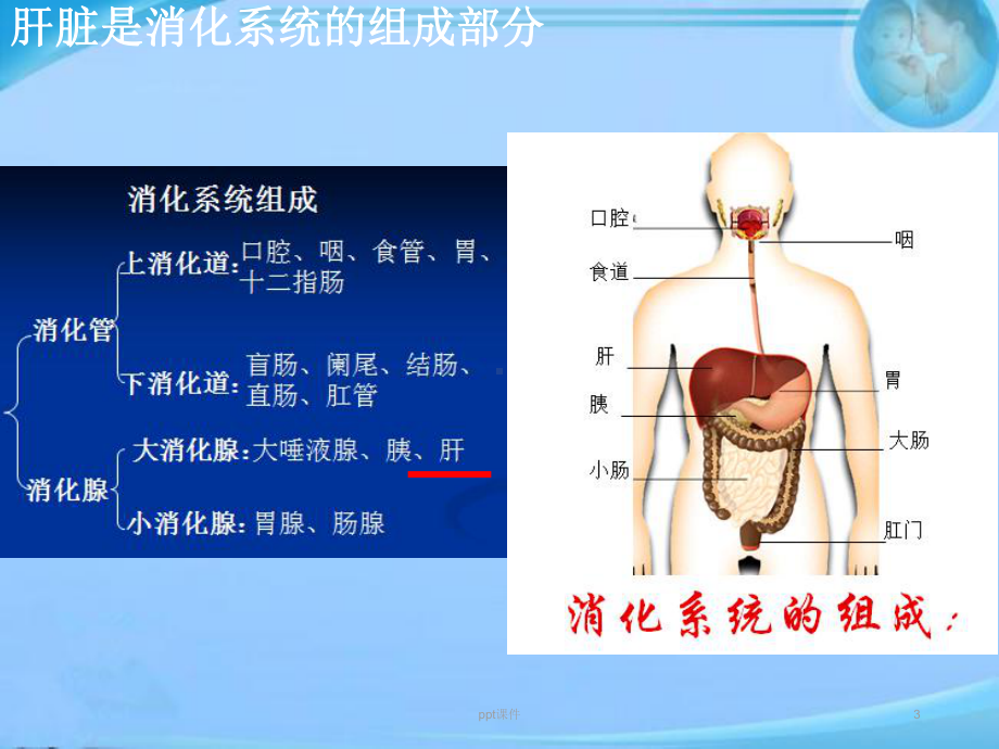 肝脏的解剖及分段-ppt课件.ppt_第3页